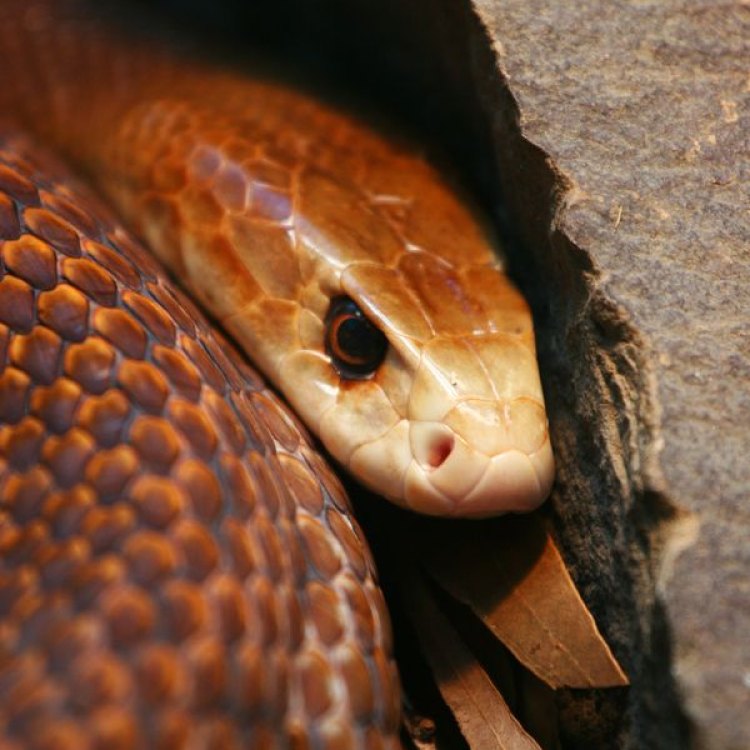The Elusive Fierce Snake: A Deadly Beauty Lurking in the Australian Outback