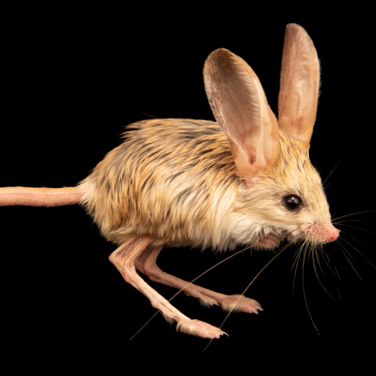 The Fascinating World of Jerboas: Surviving in the Desert