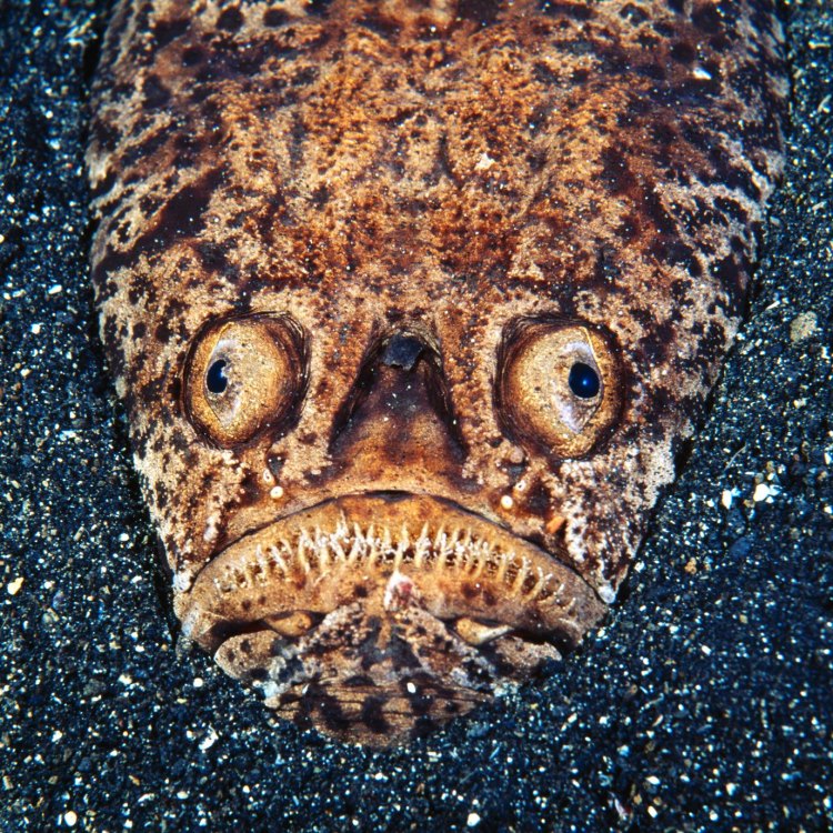 The Mysterious World of the Stargazer Fish: Masters of Camouflage and Ambush Predation