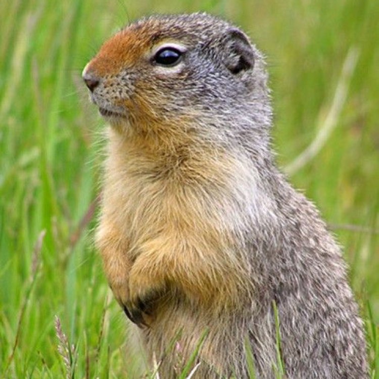 The Curious Gopher: A Stocky and Resourceful Rodent