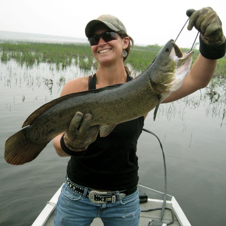 The Mighty Bowfin: The Mighty Predator of North America