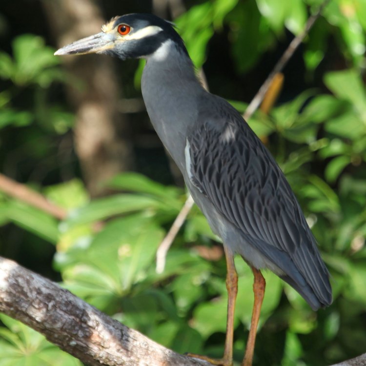 Night Heron: The Mystical Creature of the Wetlands