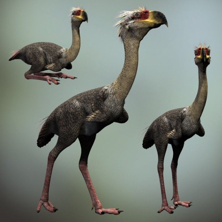 The Fascinating and Fearsome Phorusrhacos: The King of the Terror Birds