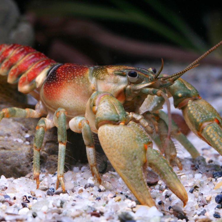 The Fascinating World of Crayfish: An Incredible Species in the Animal Kingdom