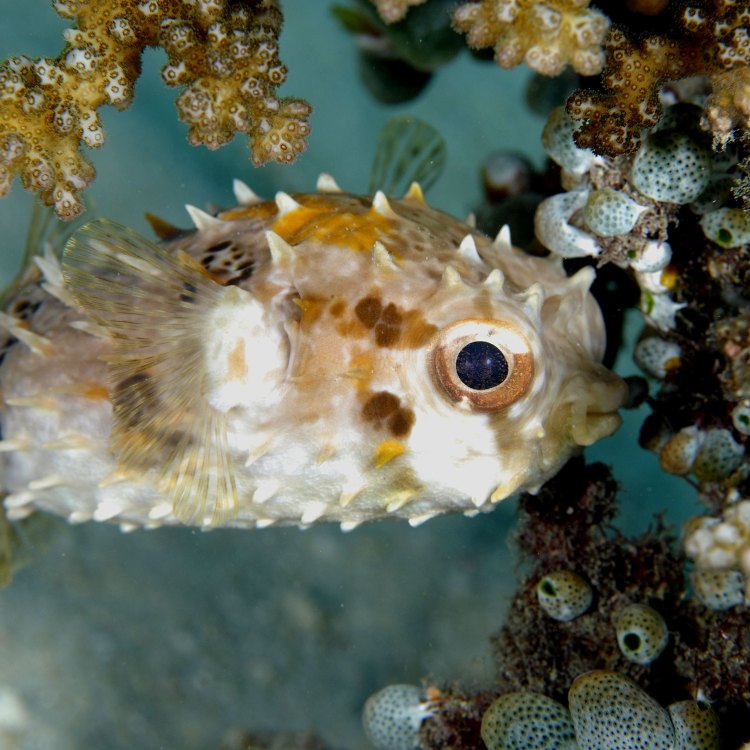 Discover the Mystical World of the Porcupinefish: Nature's Ultimate Warrior