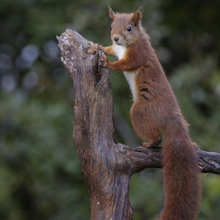 The Lively and Adaptable Squirrel: A Mammal with Charisma