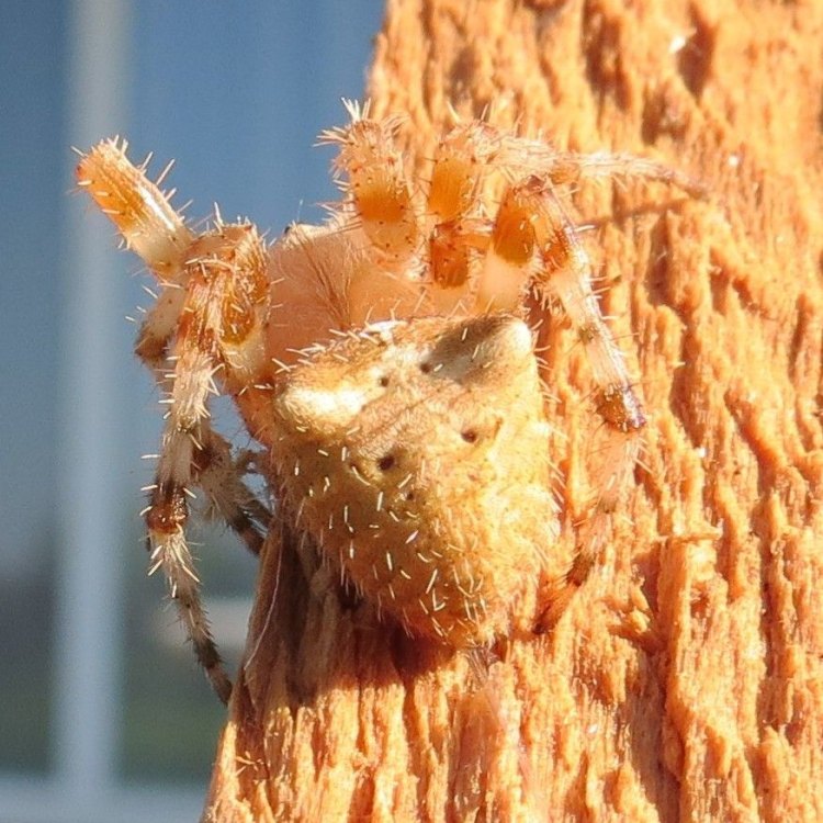 Araneus gemmoides