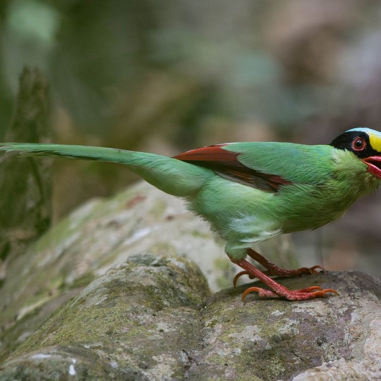 The Fascinating World of the Common Green Magpie