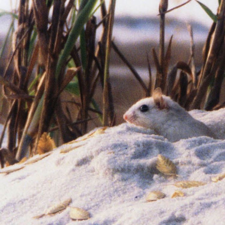 The Unique and Native Florida Mouse: An Unsung Hero of the Sunshine State