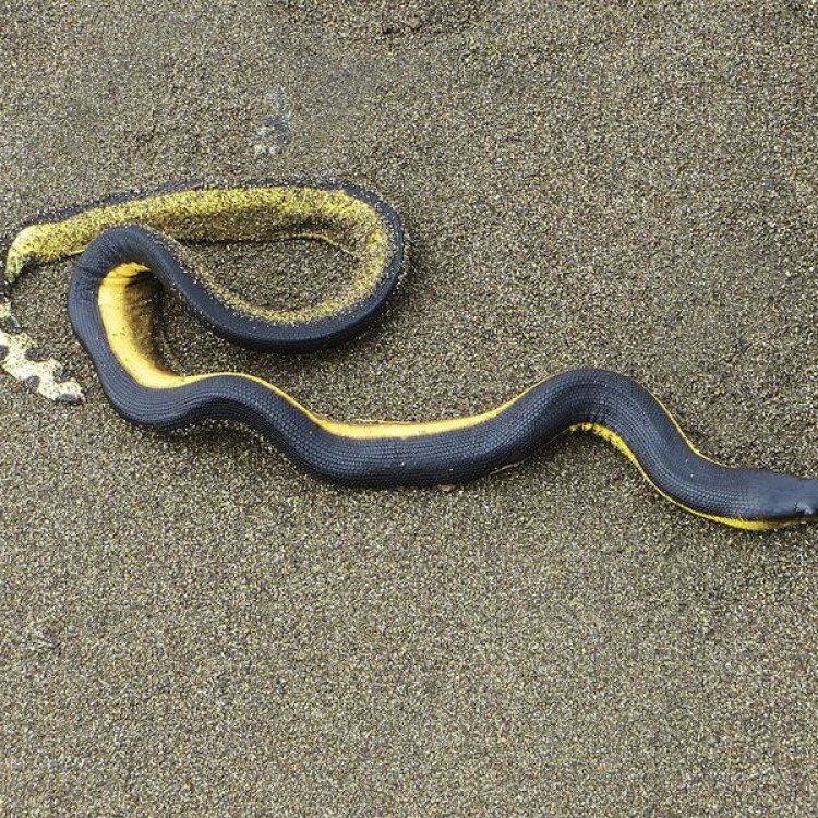 The Mysterious Yellow Bellied Sea Snake