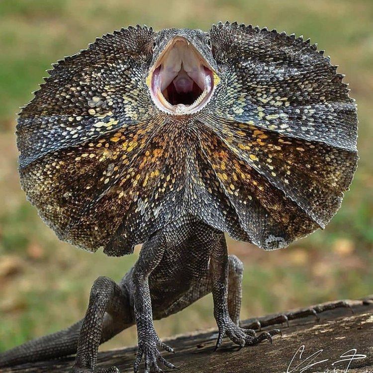 The Enigmatic Frilled Lizard: Master of Defense
