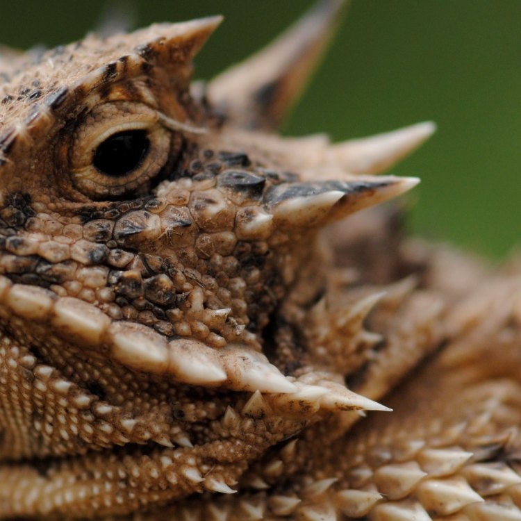 The Mysterious and Majestic Horned Lizard: A Master of Camouflage