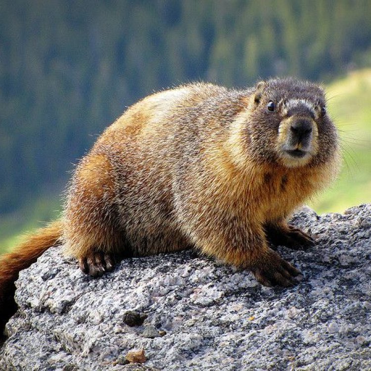 The Adorable Marmot: A Fascinating Creature of the Mountains