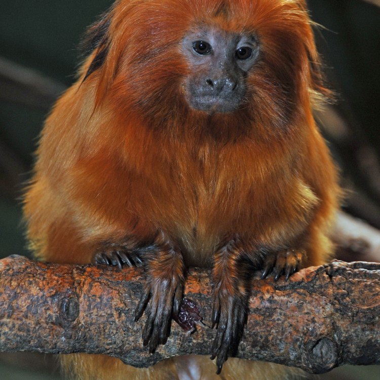 The Majestic Golden Lion Tamarin: A Rare Beauty in the Tropical Rainforests of Brazil