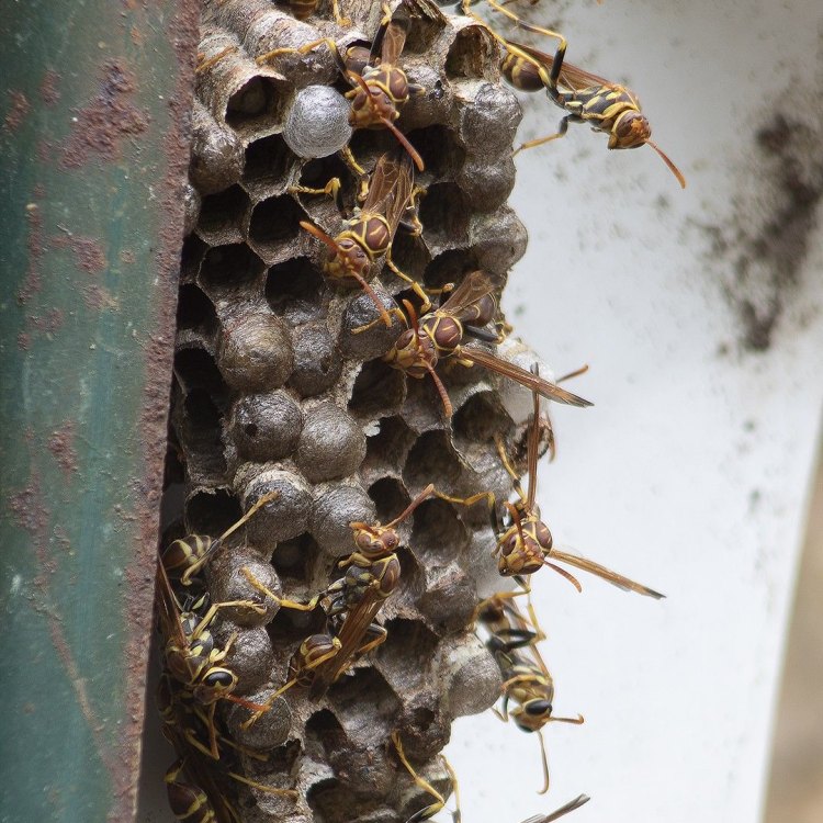 The Fascinating World of the Red Paper Wasp