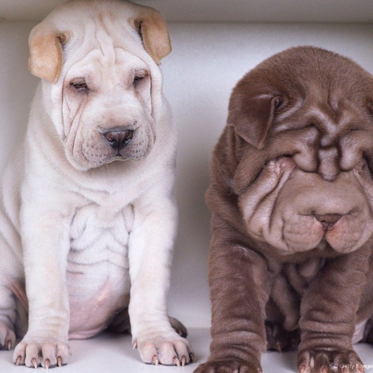 Discovering the Unique Characteristics of the Chinese Shar Pei: China's Loyal and Wrinkled Canine Companion