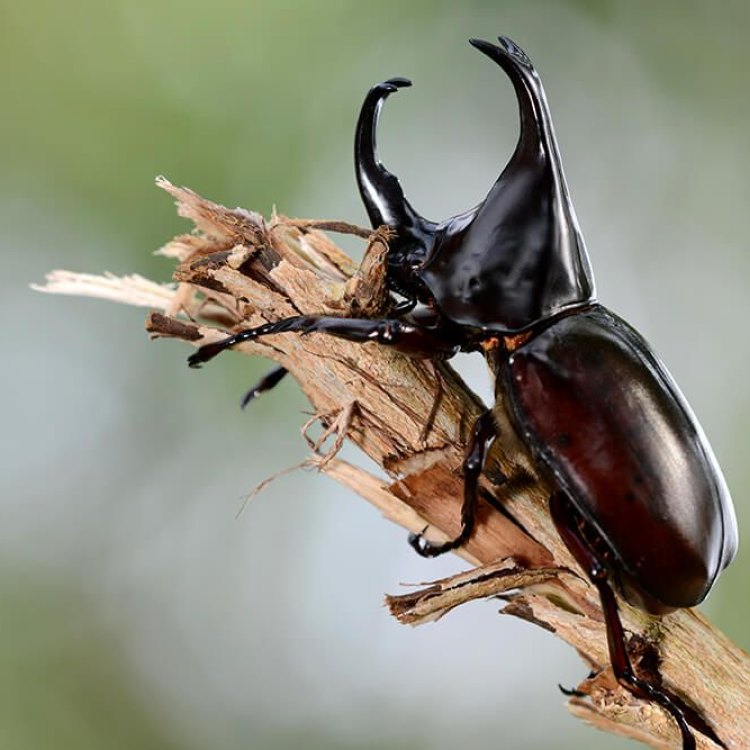 The Remarkable Atlas Beetle: Jewel of the Rainforest