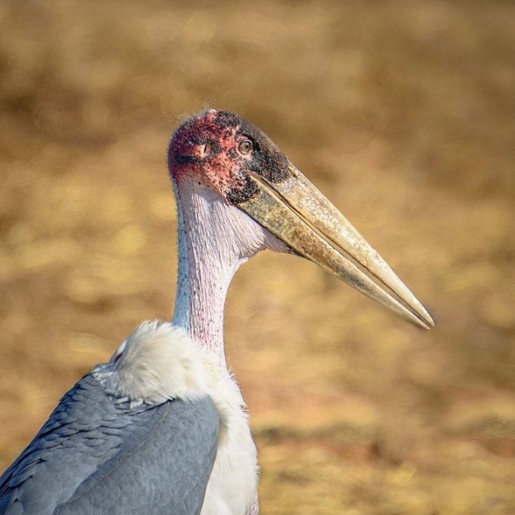 The Majestic Marabou Stork: Africa's Scavenging Giant