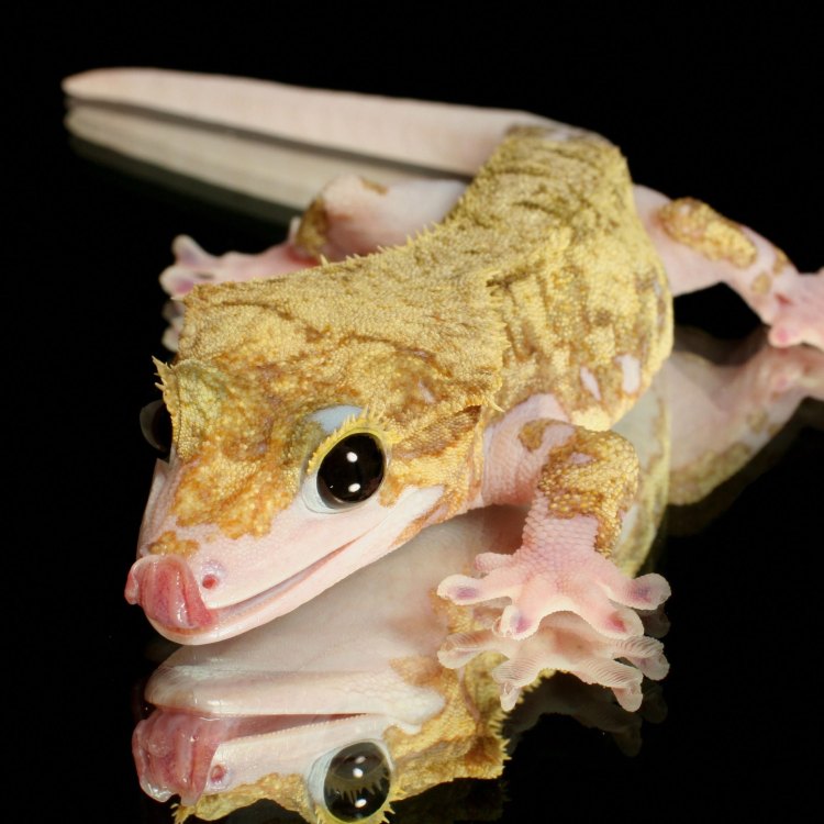 The Enigmatic Crested Gecko: An Island Wonder