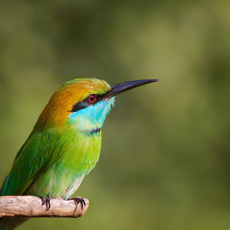 The Graceful Green Bee Eater: An Exceptional Creature of the Sky