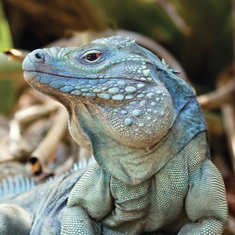 The Enigmatic Blue Iguana: A Rare Jewel Found in the Heart of the Cayman Islands