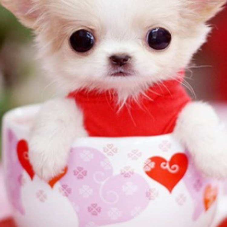 The Adorable and Tiny Teacup Chihuahua: Everything You Need to Know