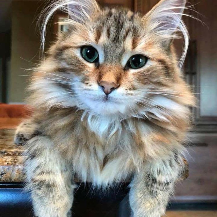 The Magnificent Maine Coon: A Majestic Cat Breed