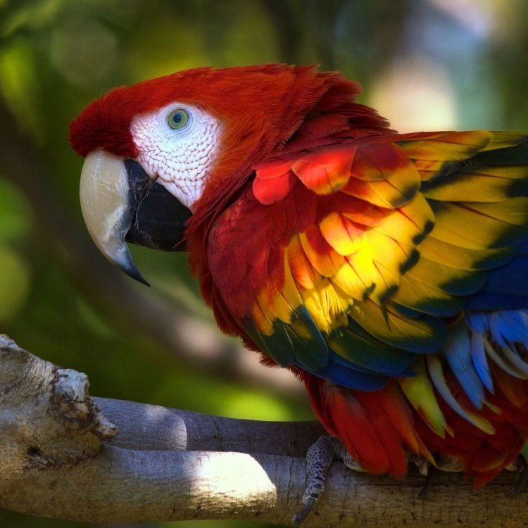 The Fascinating World of Parrots: Colorful Birds with Incredible Intelligence
