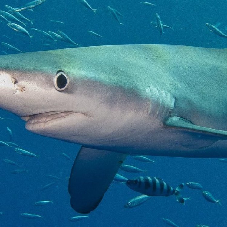 The Fascinating World of the Blue Shark: Nature's Sleek Ocean Predator