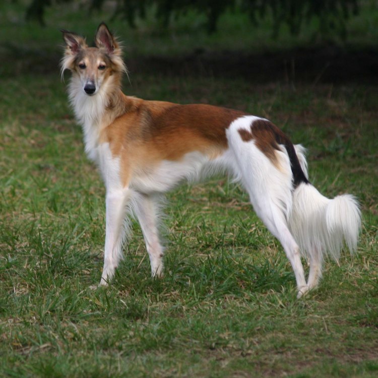 The Silken Windhound: A Graceful and Adaptable Canine Companion