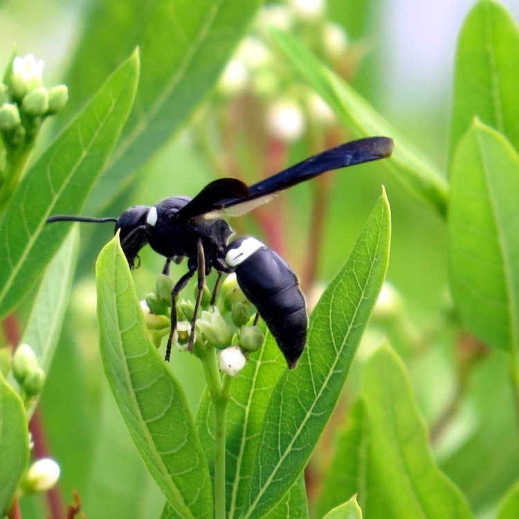 The Mysteriously Alluring Black Wasp: A Master of Survival in Eastern and Central United States