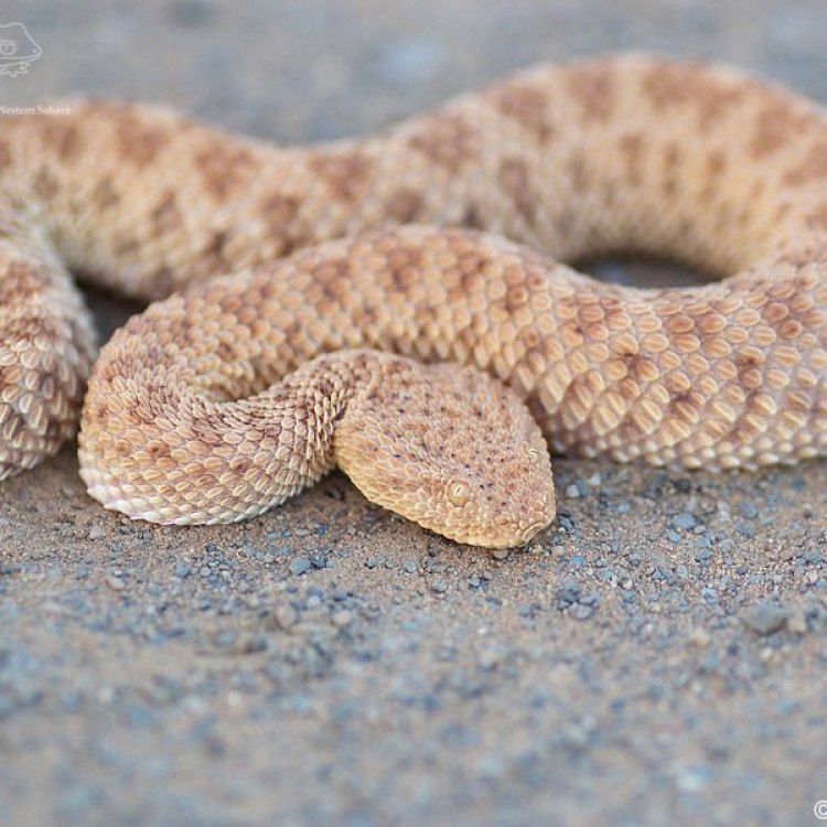 The Deadly and Elusive Sand Viper: Mysterious Creature of the Desert