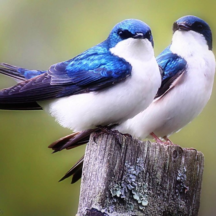 A Glimpse into the Life of the Tiny Yet Mighty Tree Swallow