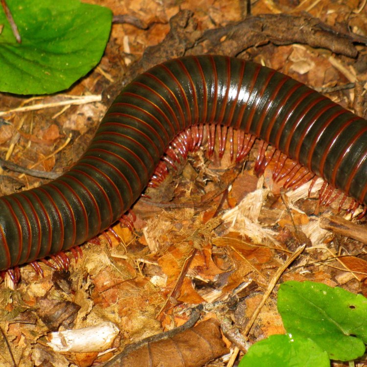 The Fascinating World of Millipedes: Nature's Little Detritivores