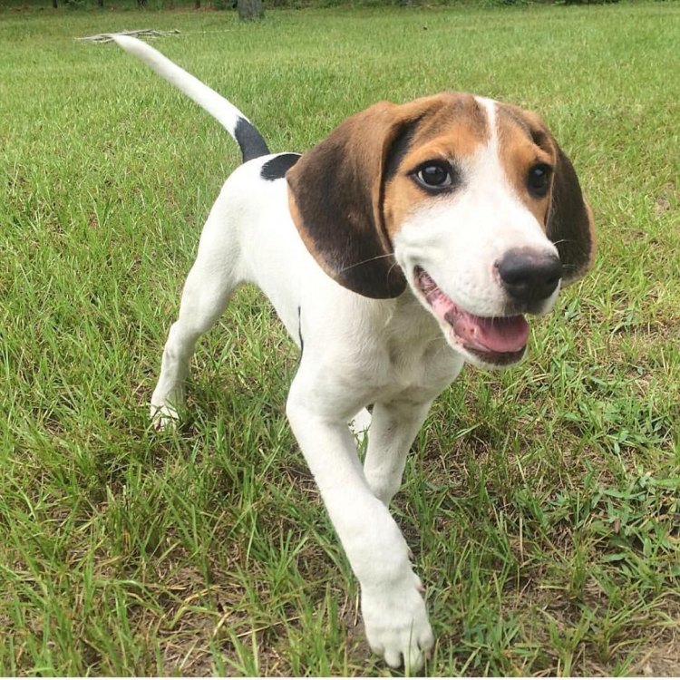 The Mighty Hunter: Getting to Know the American Coonhound