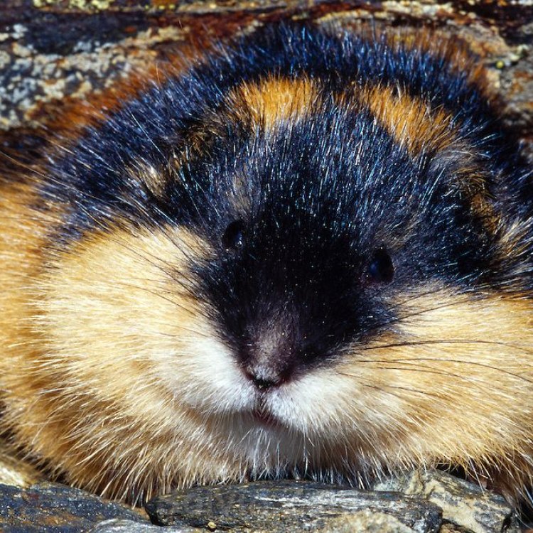 The Fascinating World of Lemmings: Tiny Creatures of the Tundra