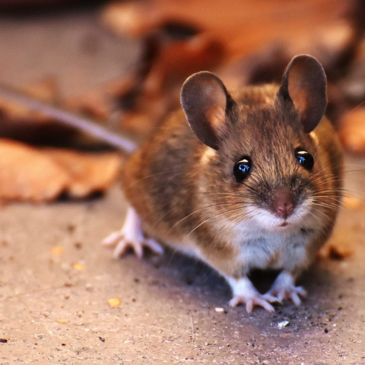 The Mighty and Misunderstood Mouse: A Closer Look at Mus musculus