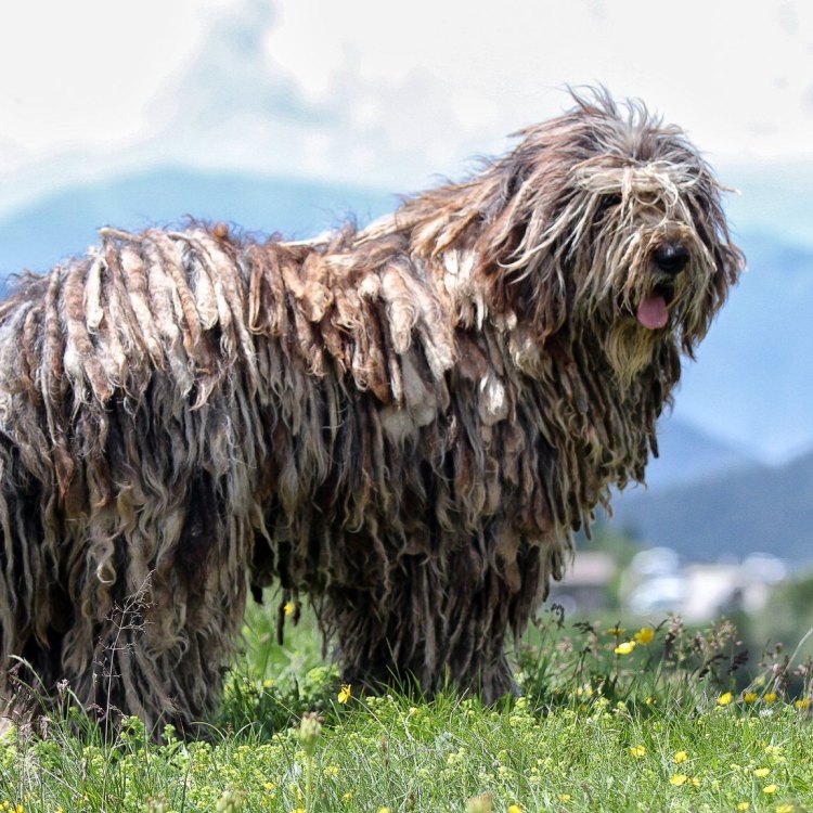The Fascinating History and Characteristics of the Bergamasco Dog Breed