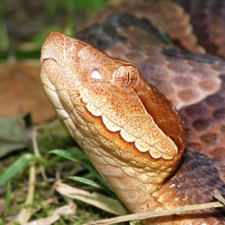 Agkistrodon Contortrix: The Fascinating Copperhead Snake