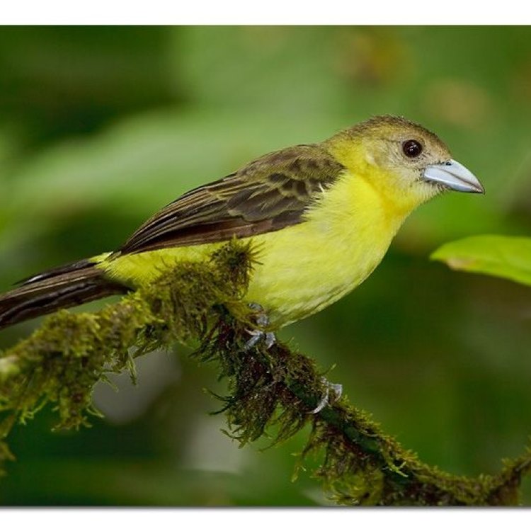 The Vibrant and Versatile Yellow Tanager: A True Jewel of the Tropics