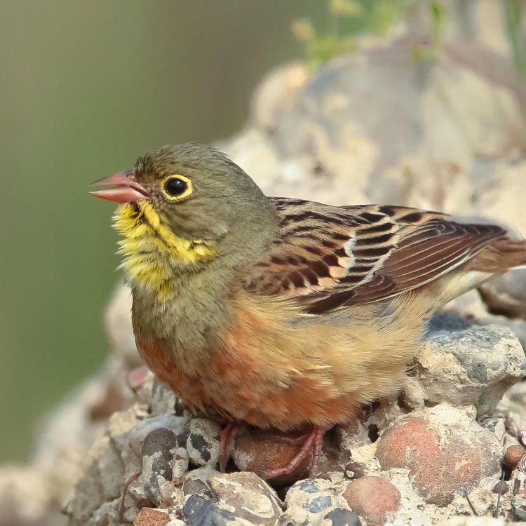 The Enigmatic Ortolan Bunting: A Small Bird with a Dazzling Presence
