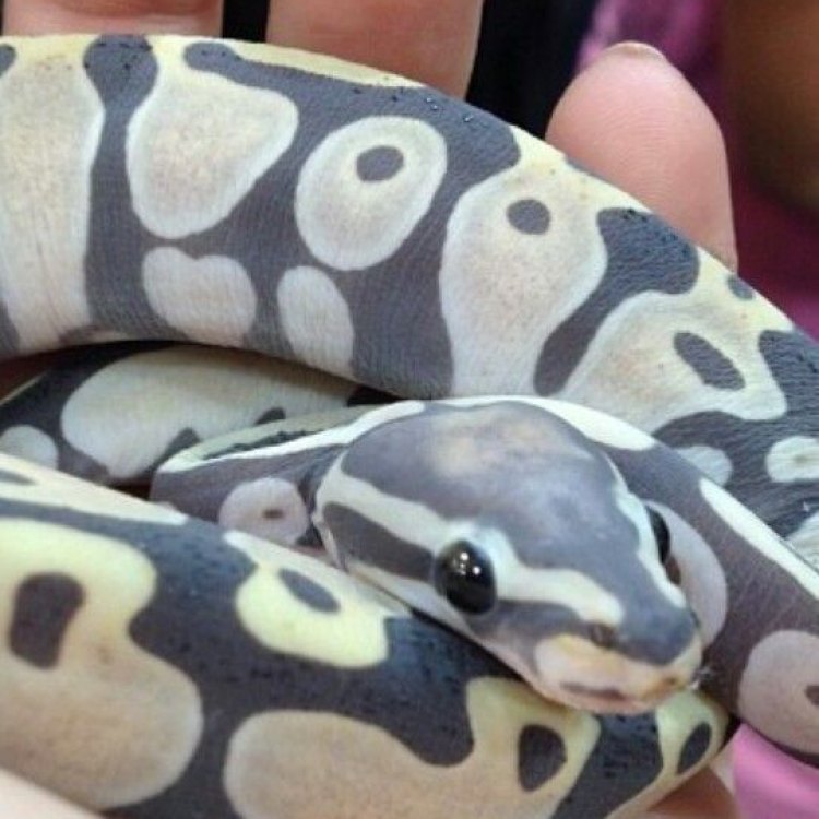 The Fascinating Scaleless Ball Python: More Than Just a Pretty Pattern
