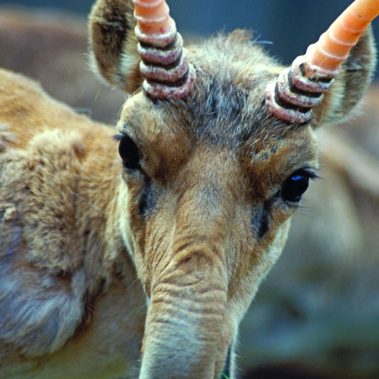 The Fascinating Saiga – A Unique Animal Species of Central Asia