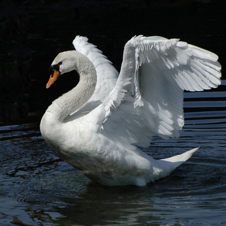 The Majestic Swan: A Graceful Avian Creature