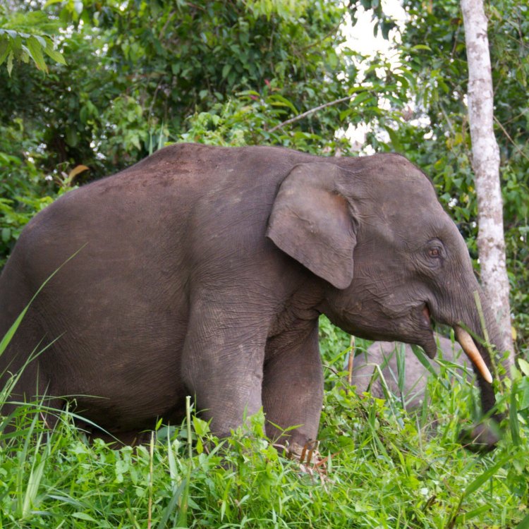 Elephas maximus borneensis