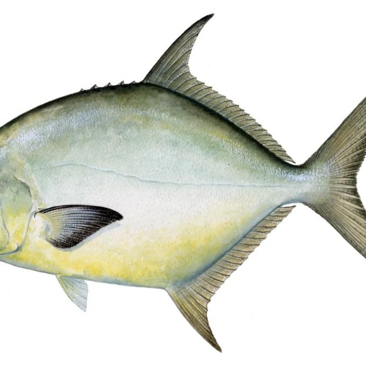 The Fascinating World of Pompano Fish