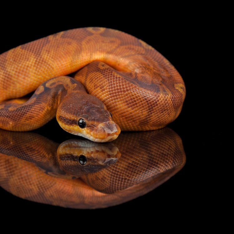 The Vibrant Sunset Ball Python: The Serpent of West Africa