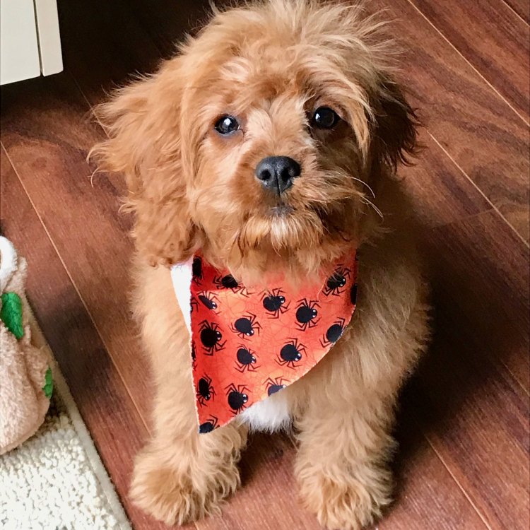 The Cute and Adaptable Cavapoo: A Pup for All Seasons
