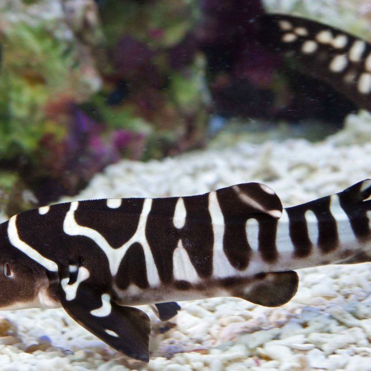 The Stunning Zebra Shark: The Jewel of the Indo-Pacific