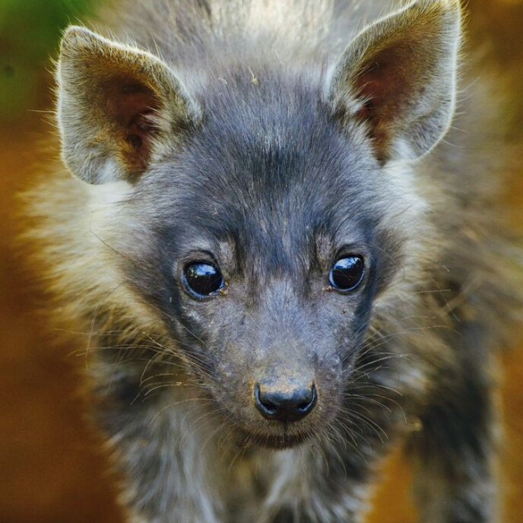 The Brown Hyena: A Resourceful Scavenger of Southern Africa's Savannahs